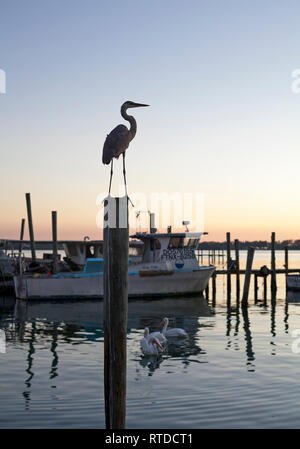 Un grand héron se tient sur un perchoir près de Anna Maria Island, Floride, USA. Banque D'Images