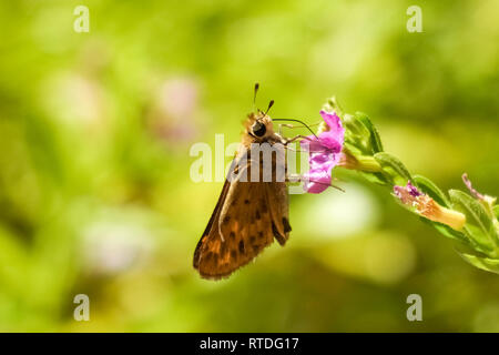 Fiery Skipper Butterfly(hylephila phyleus) perché sur mexican heather fleur, Californie Banque D'Images