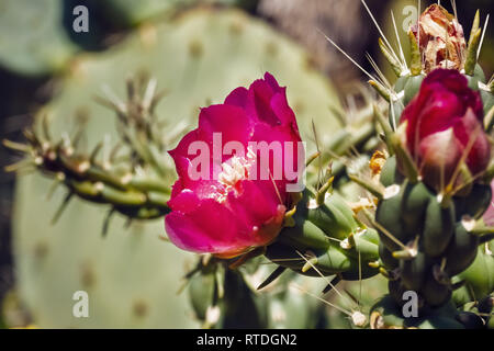 Cactus fleur magenta vif, en Californie Banque D'Images