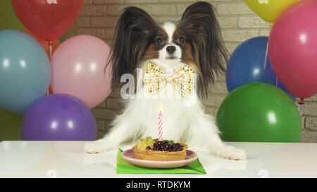 Chien fantaisie Papillon de manger le gâteau d'anniversaire avec une bougie Banque D'Images