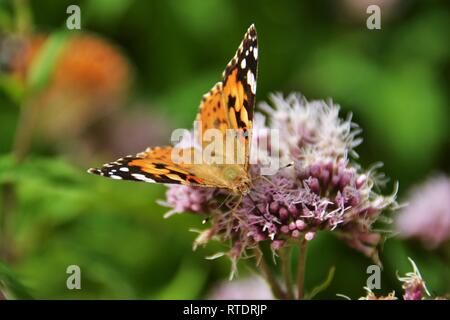 Papillon belle dame (Vanessa cardui) en sirotant un nectar de fleur rose à Amalfi, Italie. Banque D'Images