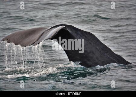 Fluke cachalot à Kaikoura, Nouvelle-Zélande. Banque D'Images