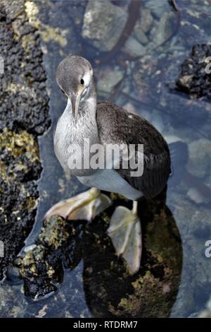 Spotted Shag (Stictocarbo juvénile punctatus) en Nouvelle-Zélande, mars 2018. Banque D'Images