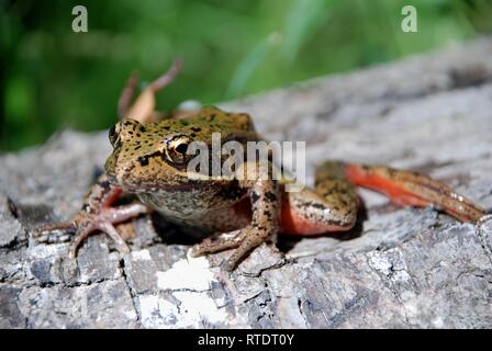 Grenouille du Nord à pattes rouges (Rana aurora) dans le nord-ouest du Pacifique, aux États-Unis. Banque D'Images