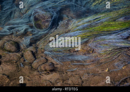 Voir l'herbe de couleurs dans une rivière de sources chaudes naturelles à Hot Creek Site géologique. Situé près de Mammoth Lakes, California, United States. Banque D'Images