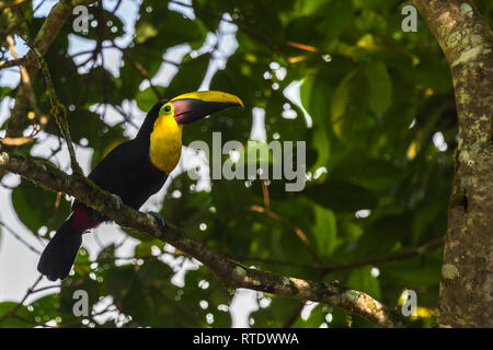 Tucan, poitrine jaune oiseau du grand bec jaune avec black, ainsi que son plumage. Choco toucan (Ramphastos Brevis) Banque D'Images