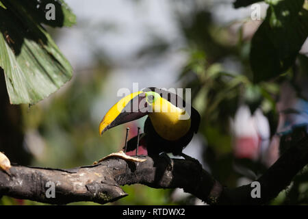 Tucan, poitrine jaune oiseau du grand bec jaune avec black, ainsi que son plumage. Choco toucan (Ramphastos Brevis) Banque D'Images