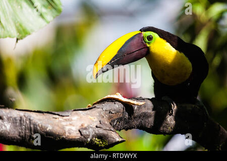 Tucan, poitrine jaune oiseau du grand bec jaune avec black, ainsi que son plumage. Choco toucan (Ramphastos Brevis) Banque D'Images