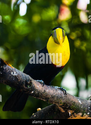 Tucan, poitrine jaune oiseau du grand bec jaune avec black, ainsi que son plumage. Choco toucan (Ramphastos Brevis) Banque D'Images