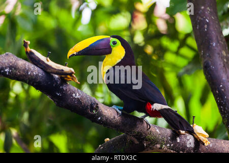 Tucan, poitrine jaune oiseau du grand bec jaune avec black, ainsi que son plumage. Choco toucan (Ramphastos Brevis) Banque D'Images