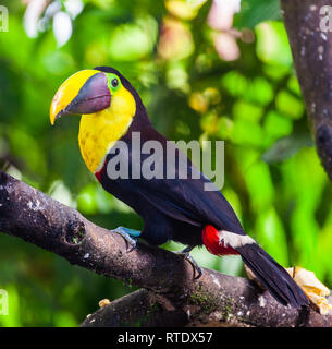 Tucan, poitrine jaune oiseau du grand bec jaune avec black, ainsi que son plumage. Choco toucan (Ramphastos Brevis) Banque D'Images