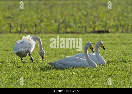 Cygne chanteur (Cygnus cygnus), sur une prairie de la pluie, de l'Ems, Basse-Saxe, Allemagne Banque D'Images