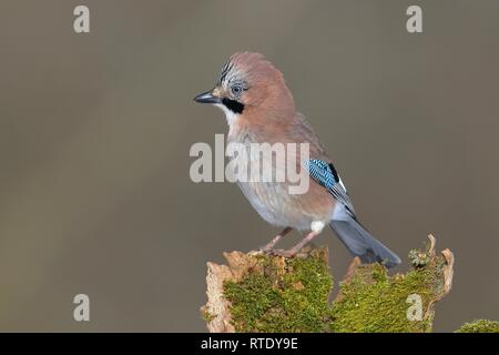 Eurasian jay (Garrulus glandarius) est assis sur une souche moussue, Rhénanie du Nord-Westphalie, Allemagne Banque D'Images