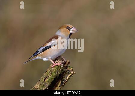 (Coccothraustes coccothraustes Hawfinch) femmes assis sur une branche, en Rhénanie du Nord-Westphalie, Allemagne Banque D'Images