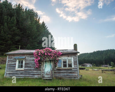 Maison abandonnée avec rosier grimpant, Endeans Mill, Waimiha Sawmilling, Ongarue, King Country, Nouvelle-Zélande Banque D'Images