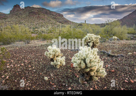 Paysages pittoresques sur la route Puerto Blanco, orgue Pipe Cactus National Monument, le centre-sud de l'Arizona, USA Banque D'Images