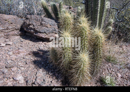 Cactus hérisson à Wild Horse réservoir sur la montagne Ajo Loop Road, orgue Pipe Cactus National Monument dans le centre-sud de l'Arizona, USA Banque D'Images