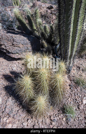 Cactus hérisson à Wild Horse réservoir sur la montagne Ajo Loop Road, orgue Pipe Cactus National Monument dans le centre-sud de l'Arizona, USA Banque D'Images