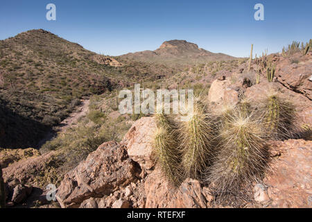 Paysage panoramique avec cactus hérisson à Wildhorse Réservoirs, AJO Mountain Loop Road, orgue Pipe Cactus National Monument, le centre-sud de l'Arizona, USA Banque D'Images