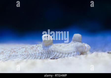 Les créatures de la mer exposé dans le Musée Océanographique de Monaco Banque D'Images