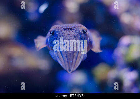 Les créatures de la mer exposé dans le Musée Océanographique de Monaco Banque D'Images