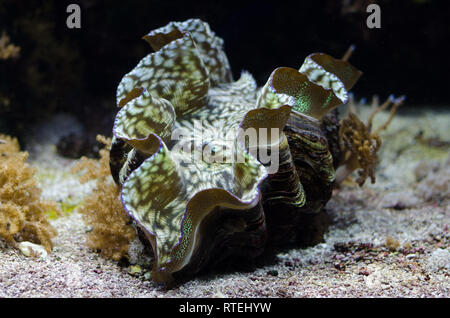 Les créatures de la mer exposé dans le Musée Océanographique de Monaco Banque D'Images