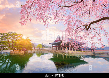 Gyeongbokgung palace avec cherry blossom tree au printemps dans la ville de Séoul de Corée, la Corée du Sud. Banque D'Images