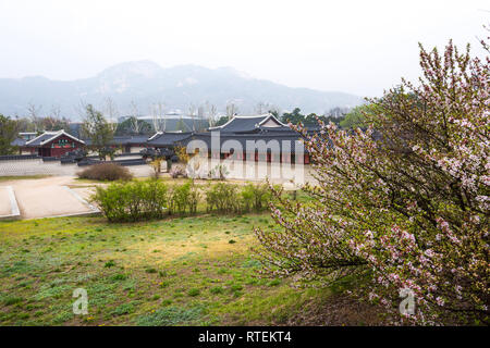 Gyeongbokgung palace avec cherry blossom tree au printemps dans la ville de Séoul de Corée, la Corée du Sud. Banque D'Images