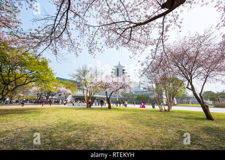 Séoul - 10 avril 2016 : Gyeongbokgung Palace avec Fleur de cerisier au printemps Billet de Corée, le 10 avril 2016 à Séoul, Corée du Sud. Banque D'Images