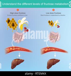 Le fructose vient du fruit et peut être absorbée dans le flux sanguin. Illustration de Vecteur