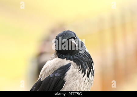 Portrait d'un hooded crow (Corvus cornix ) Banque D'Images