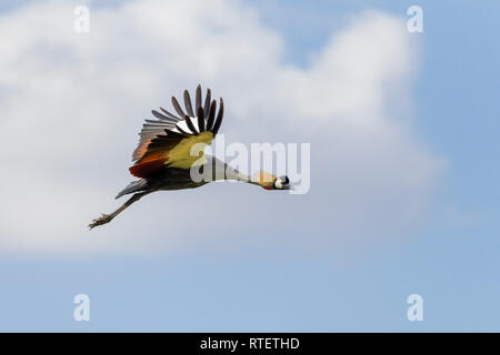 Un adulte seul qui survolent la grue couronnée grise, arrivant sur la terre avec le cou étiré, Lewa Wilderness,Lewa Conservancy, Kenya, Africa Banque D'Images