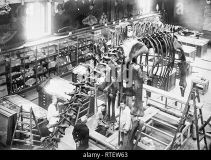 Le Diplodocus Carnegie, Paris Banque D'Images