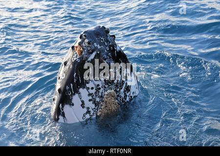 Humpback Whale breaching à Hervey Bay, Queensland Banque D'Images