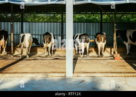 Les vaches domestiques se tenant debout à l'intérieur de l'enclos sur une ferme. - Image Banque D'Images