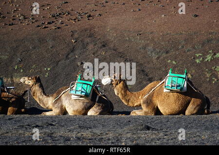 Dromedarstation, Echadero de Los Camellos y Museo de Rocas, Timanfaya Nationalpark, Lanzarote, Kanarische Inseln Banque D'Images