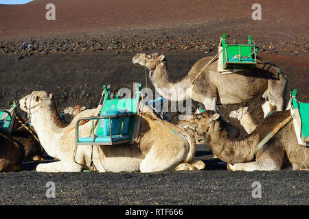 Dromedarstation, Echadero de Los Camellos y Museo de Rocas, Timanfaya Nationalpark, Lanzarote, Kanarische Inseln Banque D'Images