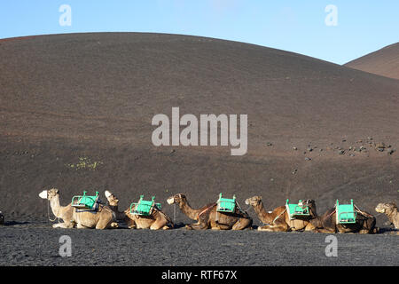 Dromedarstation, Echadero de Los Camellos y Museo de Rocas, Timanfaya Nationalpark, Lanzarote, Kanarische Inseln Banque D'Images