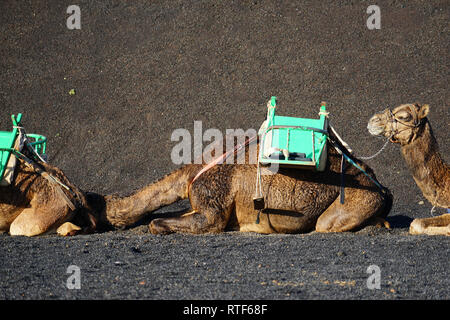 Dromedarstation, Echadero de Los Camellos y Museo de Rocas, Timanfaya Nationalpark, Lanzarote, Kanarische Inseln Banque D'Images