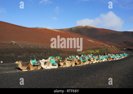 Dromedarstation, Echadero de Los Camellos y Museo de Rocas, Timanfaya Nationalpark, Lanzarote, Kanarische Inseln Banque D'Images