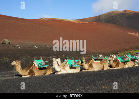 Dromedarstation, Echadero de Los Camellos y Museo de Rocas, Timanfaya Nationalpark, Lanzarote, Kanarische Inseln Banque D'Images