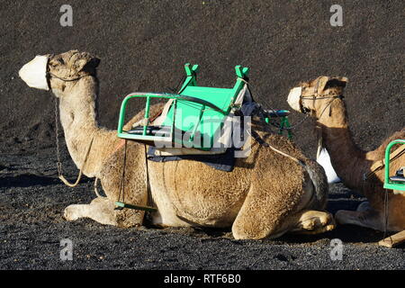 Dromedarstation, Echadero de Los Camellos y Museo de Rocas, Timanfaya Nationalpark, Lanzarote, Kanarische Inseln Banque D'Images