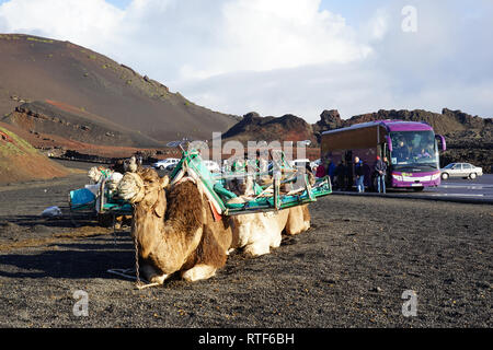 Dromedarstation, Echadero de Los Camellos y Museo de Rocas, Timanfaya Nationalpark, Lanzarote, Kanarische Inseln Banque D'Images