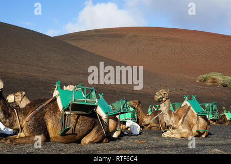 Dromedarstation, Echadero de Los Camellos y Museo de Rocas, Timanfaya Nationalpark, Lanzarote, Kanarische Inseln Banque D'Images