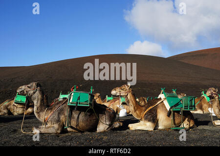 Dromedarstation, Echadero de Los Camellos y Museo de Rocas, Timanfaya Nationalpark, Lanzarote, Kanarische Inseln Banque D'Images