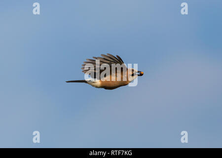 Eurasian jay (Garrulus glandarius) en vol avec acorn dans beak, ciel bleu Banque D'Images