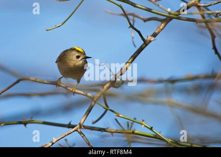 Goldcrest (Regulus regulus) parmi les branches d'un arbre d'aubépine, Sussex, UK Banque D'Images