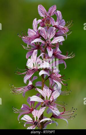 Buisson ardent (Dictamnus albus), Balaton, le lac Balaton, Hongrie Banque D'Images