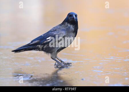 Nid-de-Corbeau, Corneille (Corvus corone), ancien comité permanent des oiseaux sur une patinoire, Saxe, Allemagne Banque D'Images