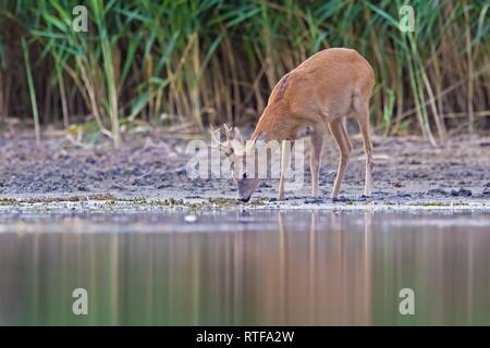 Les jeunes le deerbuck (Capreolus capreolus) boire à un étang, Dessau, Allemagne Banque D'Images